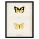 image 1 of Southern Dogface Butterfly Sherman Denton Framed Wall Art Print 12X16"