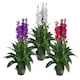 image 6 of Artificial 100cm Purple Cymbidium Orchid Plant - Extra Large