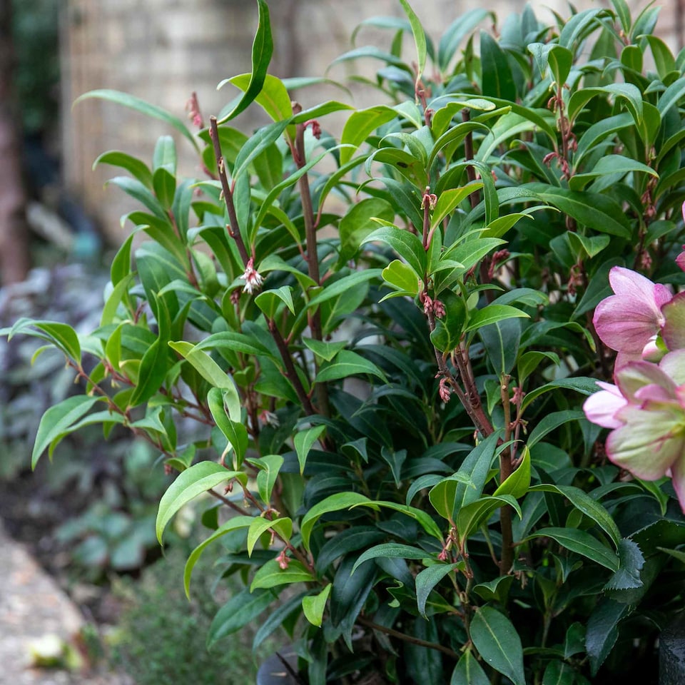 image 1 of Marshalls Garden Sarcococca hookeriana 'Winter Gem' - Hardy Winter-Flowering Shrub 9cm