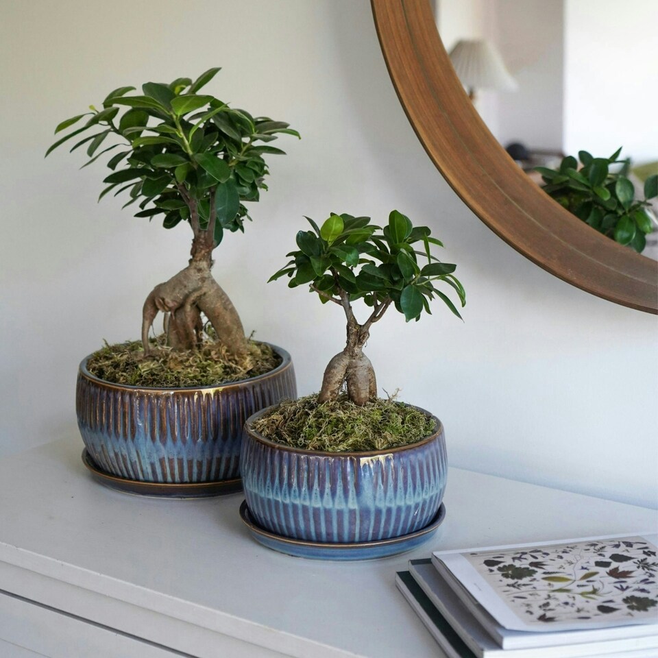image 1 of Round Reactive Glaze Bonsai Planter Set of 2 - Cement - L24.5 x W24.5 x H12 cm - Emerald | Green