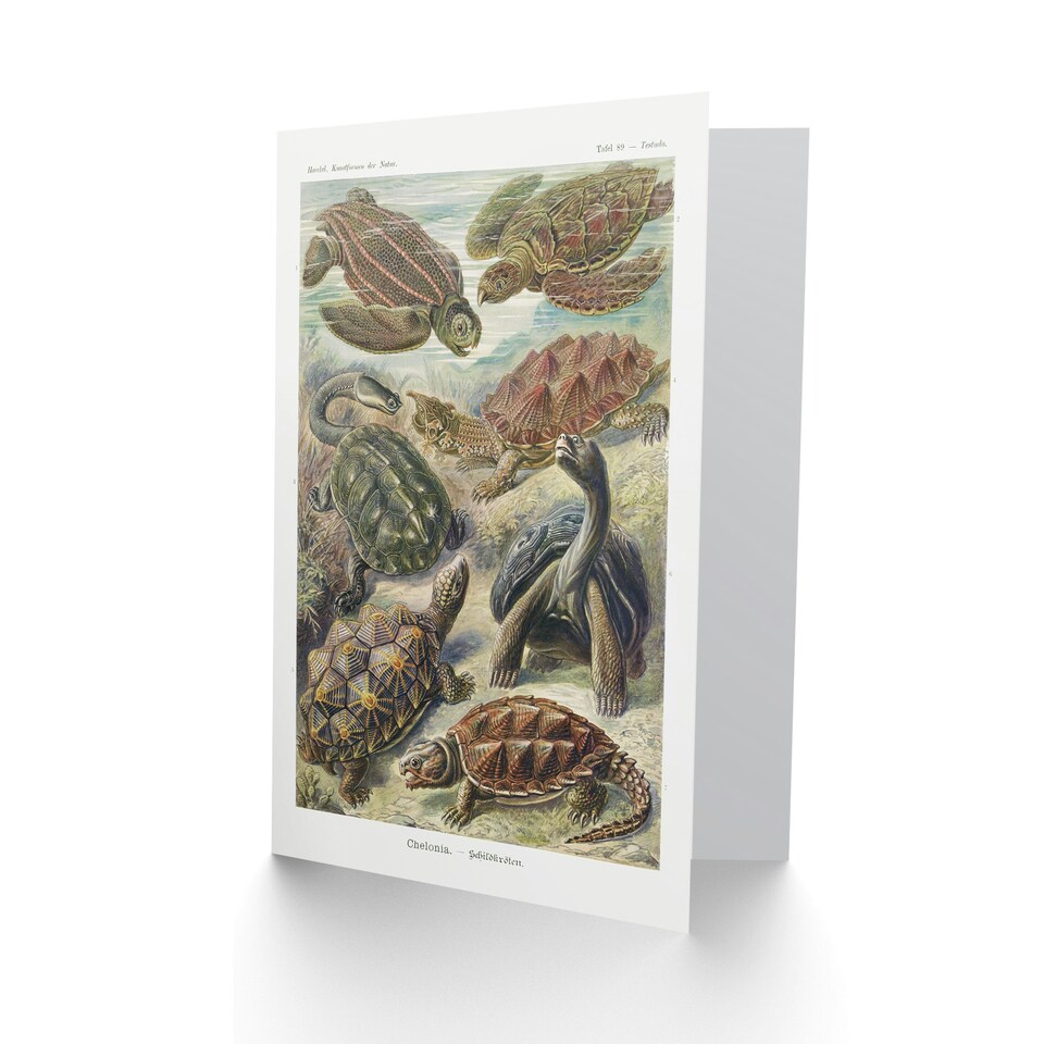 image 1 of Ernst Haeckel Art Card Chelonia Turtles Vintage Illustration