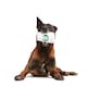 image 3 of BARK Pupkin Spice Yappucino Dog Toy