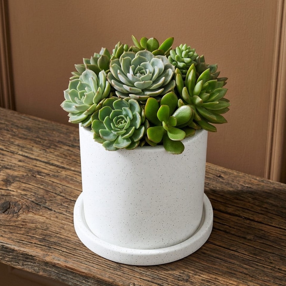 image 1 of White Modern Ceramic Plant Pot Neutral Tone Indoor Garden Planter Outdoor Planter Flower Pot (H) 10CM x (Dia) 10cm
