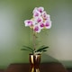 image 1 of Orchid Artificial Pink with Gold Pot 48cm Harlequin Botanik