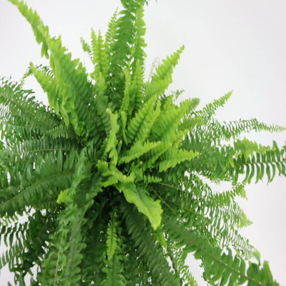 image 1 of Boston Fern Green | Boston Fern 17cm Pot