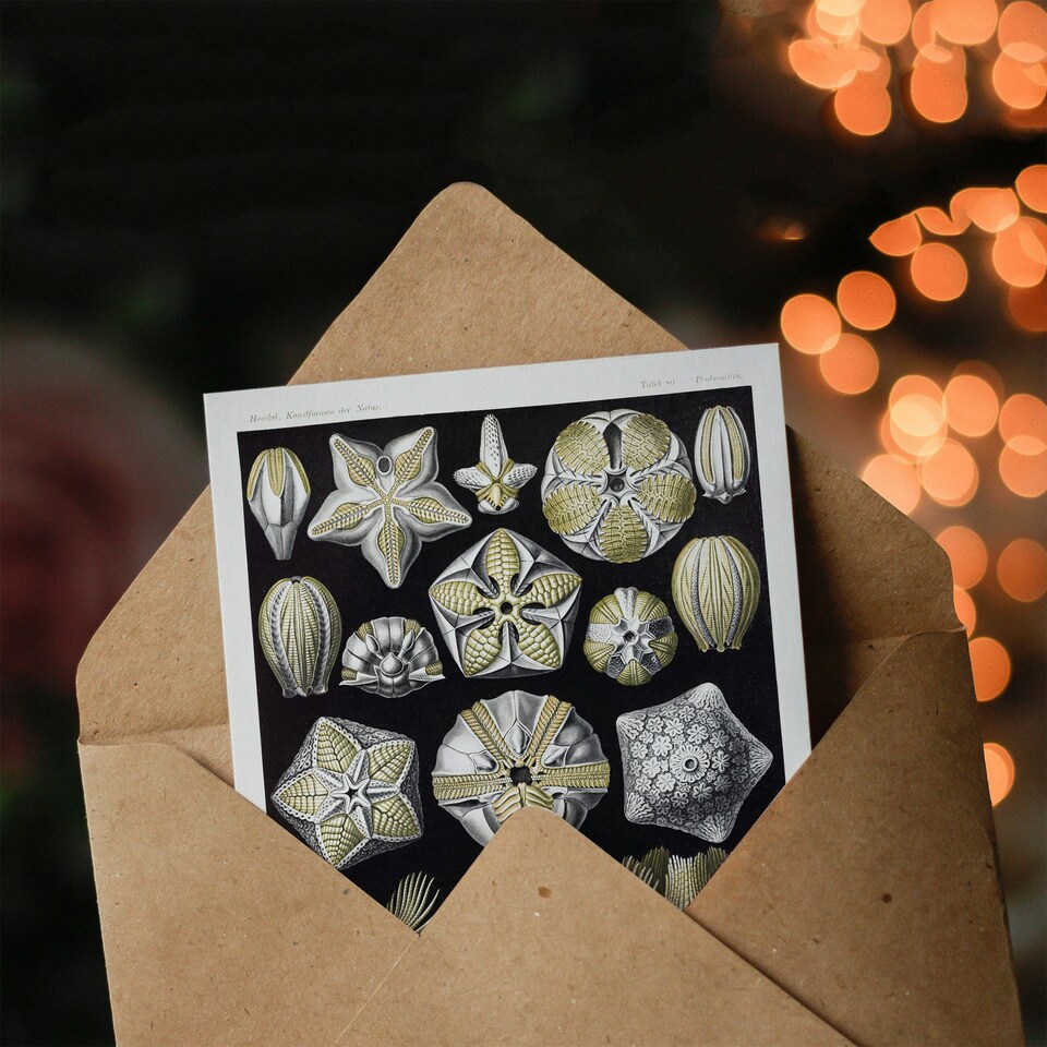 image 1 of Ernst Haeckel Art Card Blastoid Sea Buds Urchins