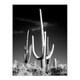 image 3 of Carol M Highsmith Saguaro Cactus Black White Photograph Framed Wall Art Print A4