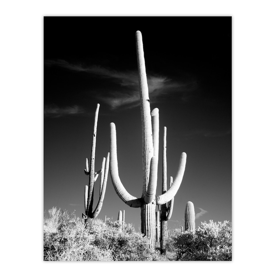 image 1 of Carol M Highsmith Saguaro Cactus Black White Photograph Framed Wall Art Print A4