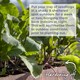 image 9 of Marshalls Garden Cauliflower Seeds Skywalker - Cold-tolerant, 20 Seeds | Green | White