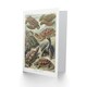 image 2 of Ernst Haeckel Art Card Chelonia Turtles Vintage Illustration