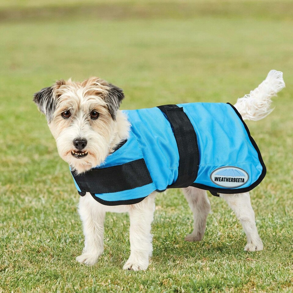 image 1 of Weatherbeeta Therapy-Tec Dog Cooling Coat - Blue - 60cm
