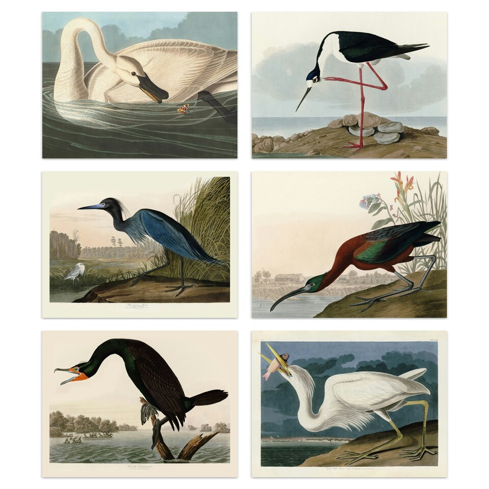 image 1 of Pack Of 6 Vintage Audubon Birds Heron Ibis Cormorant Animal Wall Art Prints 12X16 Inch
