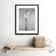image 2 of Flower Black And White Calla Lily Home Decor 12x16" Framed Wall Art Print