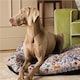 image 4 of Rosewood Joules Festival Floral Dog Mattress Bed | Multi | M | 1