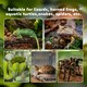 image 6 of PawHut Glass Reptile Terrarium Habitats for Lizards, Frogs, Snake 50 x 30 x 25cm