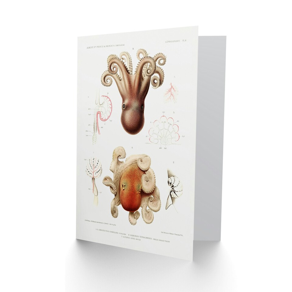 image 1 of Vintage Marine Life Art Card Pygmy Octopus Study Illustration
