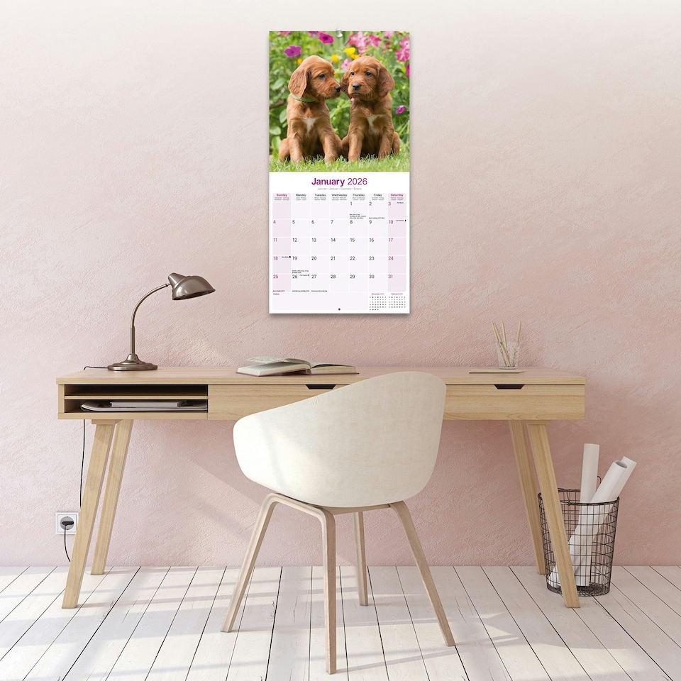 image 1 of Irish Setter 2026 Calendar | Square Wall Calendar | Dog Breed Gift | Plastic Free Packaging | by Avonside Publishing