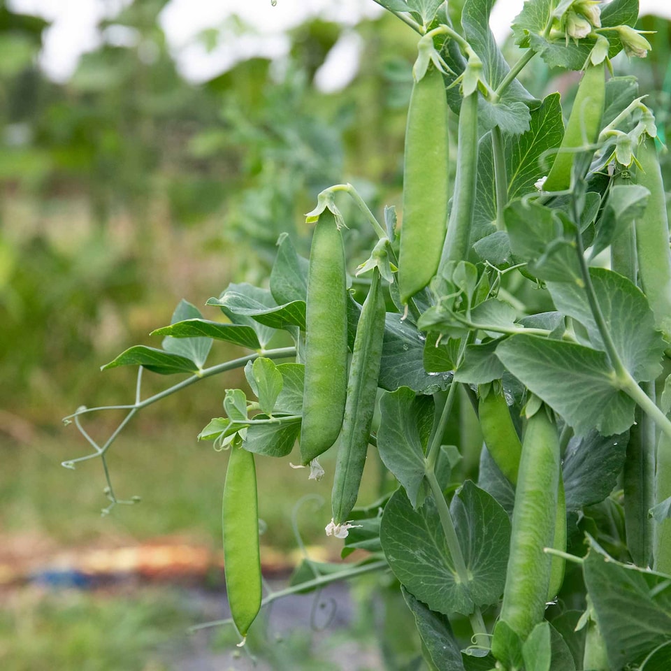 image 1 of Marshalls Garden Mangetout Pea Seeds 'Delikata' 200 seeds