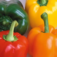 Marshalls Garden Salad Festival F1 Pepper Seeds Mixed Red Yellow Green 15 Seeds | Green | Red, Yellow, Green