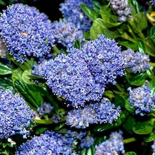 Carbeth Plants 1 x Ceanothus Puget Blue Shrub in 9cm Pot - Evergreen Blue Flowering Shrub - Hardy, Garden Ready Outdoor Plant for Borders & Walls