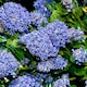 image 1 of Carbeth Plants 1 x Ceanothus Puget Blue Shrub in 9cm Pot - Evergreen Blue Flowering Shrub - Hardy, Garden Ready Outdoor Plant for Borders & Walls