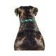image 2 of Weatherbeeta Rope Leather Dog Collar - Hunter Green/Brown - L