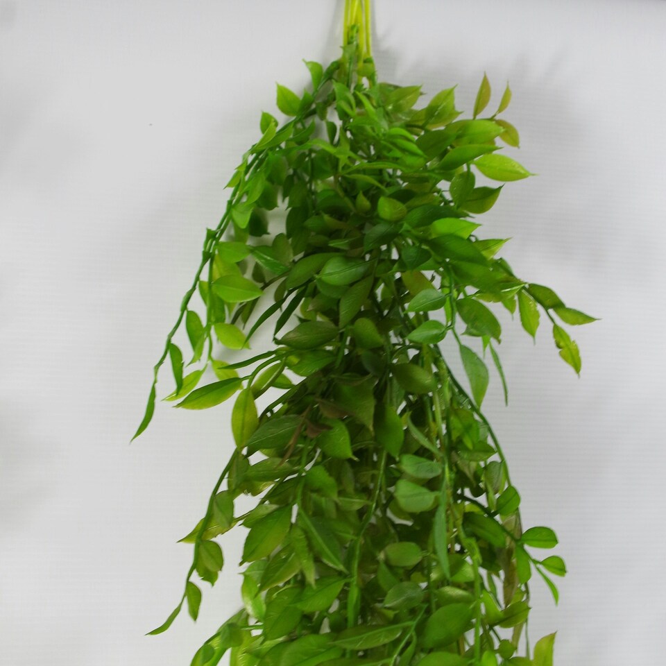image 1 of 6 x 100cm Hanging Pearls Fern Plant Dark Green