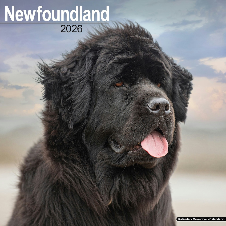 image 1 of Newfoundland 2026 Calendar | Square Wall Calendar | Dog Breed Gift | Plastic Free Packaging | by Avonside Publishing