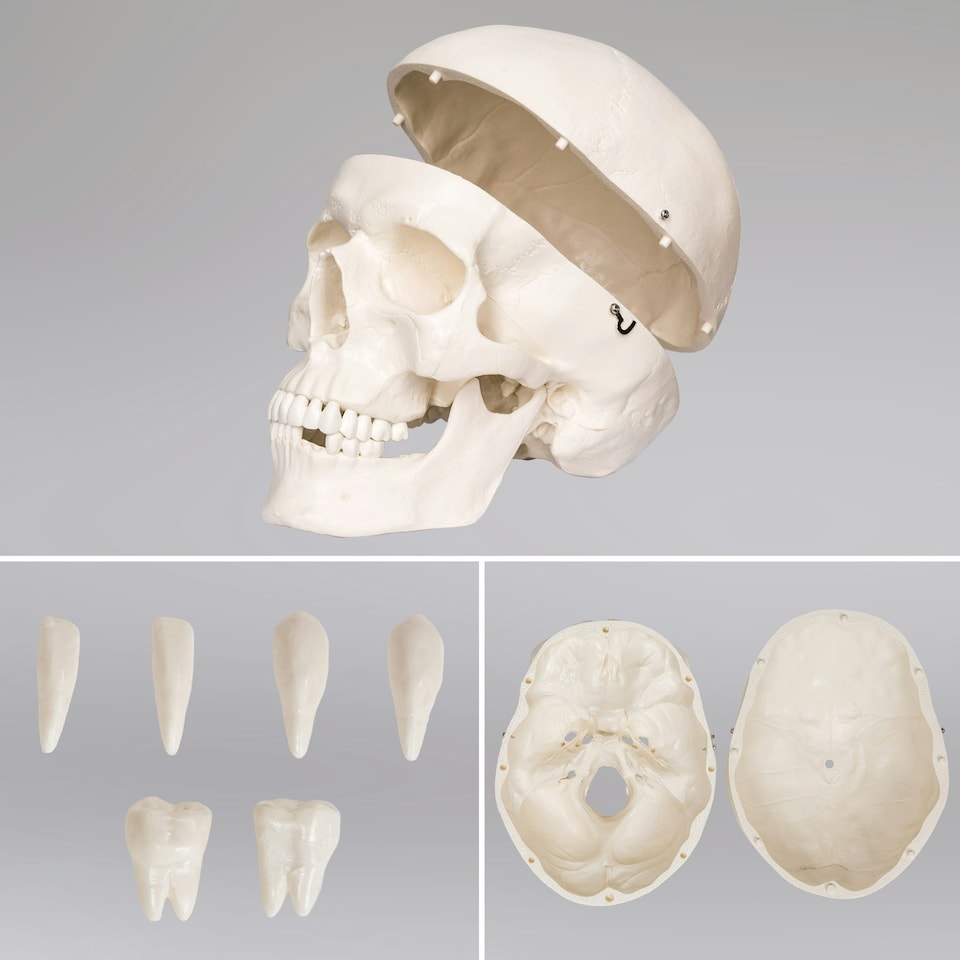 image 1 of Skeleton - life-sized human skeletal system, with mobile stand, anatomy poster