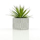 image 2 of Fiori Set of 3 Succulents in Henna Ceramic Pots