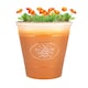 image 1 of JSH Bee Planter 14L Ceramic Look Round Plastic Flower Pot Frost & UV Resistant 30cm Round - Honey Brown