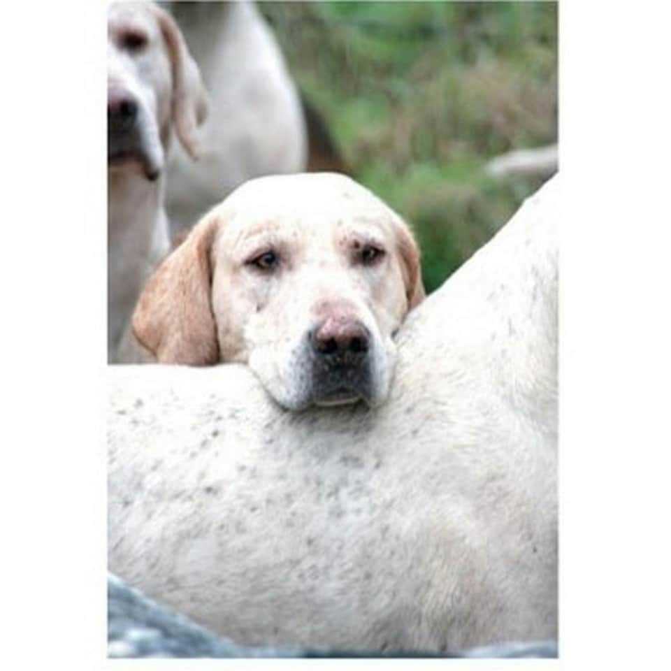 Kevin Milner Time to Go Countryside Greetings Card - White/Green - One Size