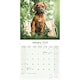 image 3 of Rhodesian Ridgeback 2026 Calendar | Square Wall Calendar | Dog Breed Gift | Plastic Free Packaging | by Avonside Publishing