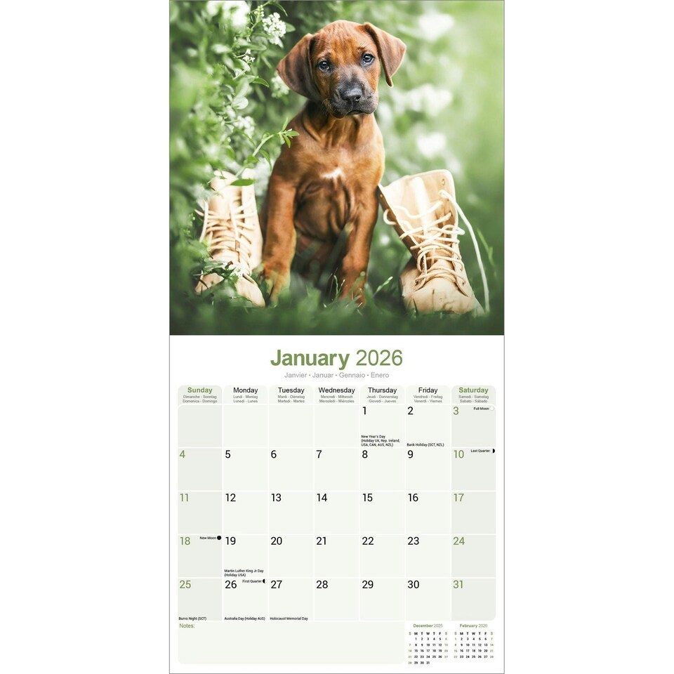image 1 of Rhodesian Ridgeback 2026 Calendar | Square Wall Calendar | Dog Breed Gift | Plastic Free Packaging | by Avonside Publishing