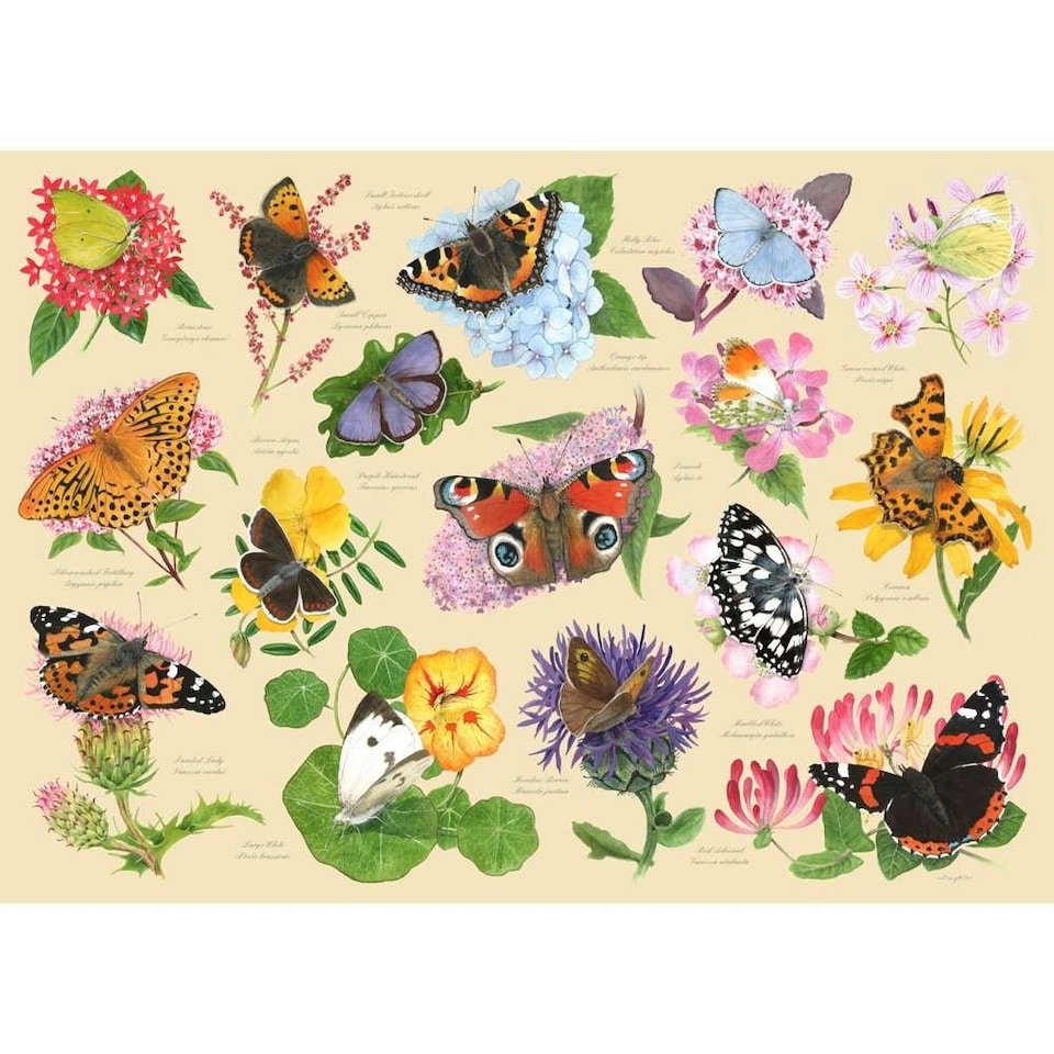 image 1 of The House of Puzzles, Garden Butterflies - 1000 Piece Jigsaw Puzzle