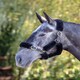 image 2 of Shires Performance Supafleece Halter Fleeces Black | Size: 6Pc
Colour: Black