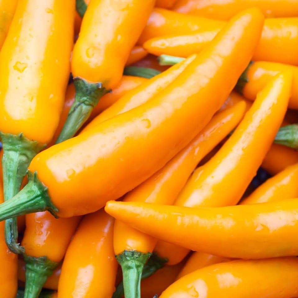 image 1 of Golden Jalapeno Chilli Pepper Seeds - Medium Hot Yellow Half-Hardy Annual Perfect for Salsas & Grilling. 1 Packet (6 Seeds).