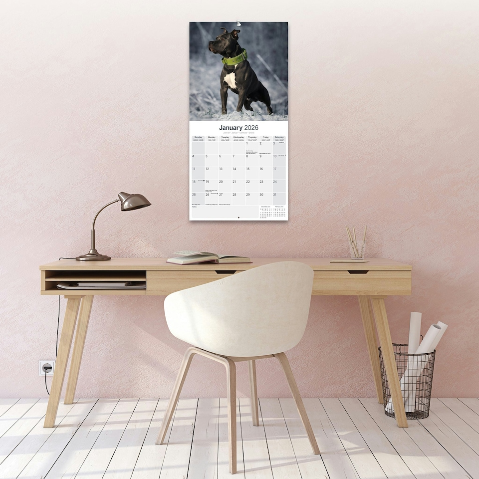 image 1 of American Staffordshire Terrier 2026 Calendar | Square Wall Calendar | Dog Breed Gift | Plastic Free Packaging | by Avonside Publishing