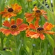 image 2 of Helenium Moerheim Beauty 3 Litre Potted Plant x 2