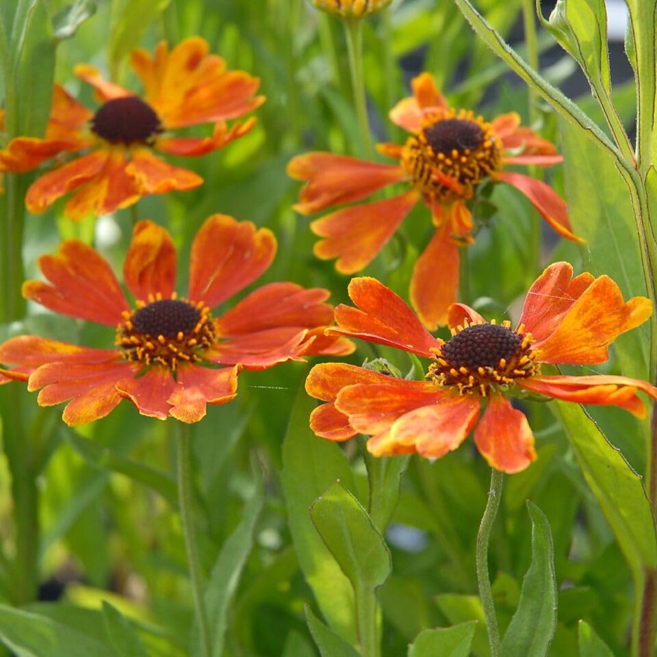 image 1 of Helenium Moerheim Beauty 3 Litre Potted Plant x 2