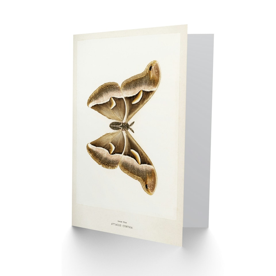 image 1 of Sherman Denton Art Card Ailanthus Silk Moth Vintage Illustration