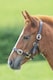 image 4 of Shires Blenheim Adjustable Leather Headcollar Black | Size: Baby 0
Colour: Black