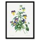 image 1 of Wild Pansy Flower Illustration Redoute Vintage Framed Wall Art Print 12X16"