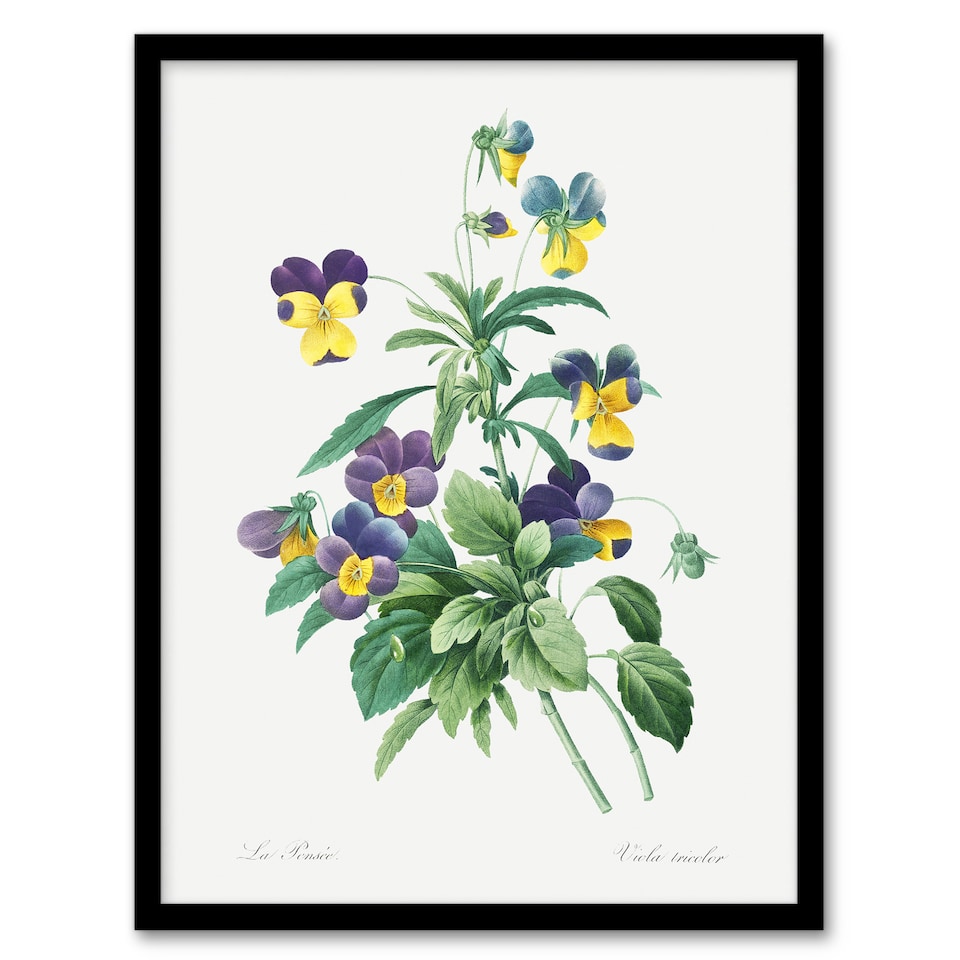 image 1 of Wild Pansy Flower Illustration Redoute Vintage Framed Wall Art Print 12X16"