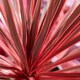 image 10 of Marshalls Garden Cordyline 'Charlie Boy' Variegated Pink and Burgundy Evergreen Shrub 9cm