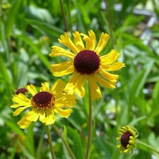 Helenium Tip Top 1 Litre Potted Plant x 1