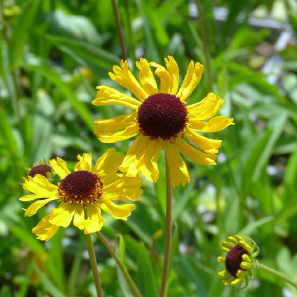 Helenium Tip Top 1 Litre Potted Plant x 1