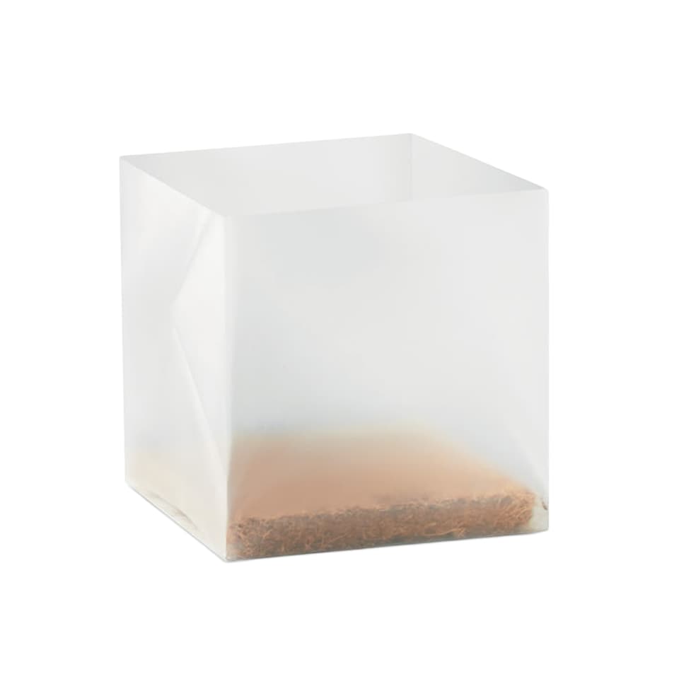 image 1 of MidOcean Mint Herb Seeds | Brown | Beige | One Size | 1