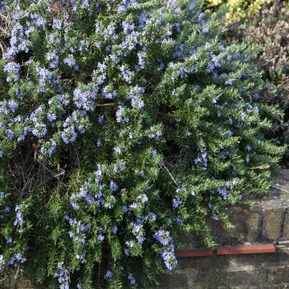 Rosemary Herb Plant Prostratus Group 9cm Pot | Blue | Blue | 9cm Pot | 1