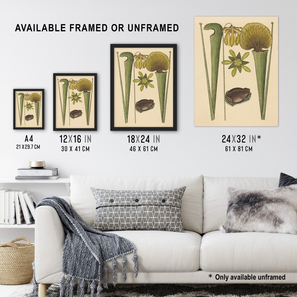 image 1 of Land Frog and Sarracenia Pitcher Plant Catesby Framed Wall Art Print 12X16"